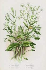 Plantas con flores de Gran Bretaña: Hierba de los pantanos, hierba de los pantanos, hierba de los pantanos, hierba de los pantanos, hierba de los pantanos, hierba de los pantanos (litografía en color) de English School