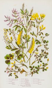 Flowering Plants of Great Britain: Yellow Sickle Medick, Lucerne, Black Medick, Spotted Medick, Little Bur Medick, Reticulated Medick, Birds Foot Fenugreek, Yellow Melilot, White Melilot, Field Melilot (litografía en color) de English School