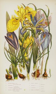 Plantas con flores de Gran Bretaña: Iris de agua amarillo, Iris apestoso, Trichonema de Columnas, Crocus de primavera púrpura, Crocus de primavera menor, Crocus dorado, Crocus de azafrán, Crocus de flor desnuda de English School