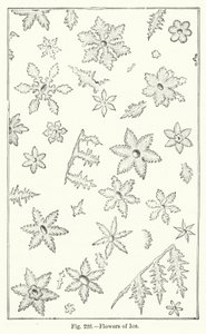 Flores de Hielo de English School