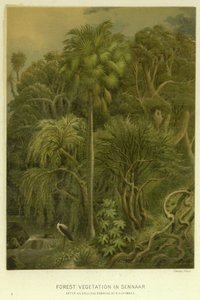 Vegetación forestal en Sennaar