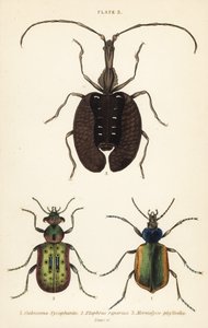 Cazador de orugas del bosque, Calosoma sycophanta 1, escarabajo terrestre, Elaphrus riparius 2, y escarabajo violín, Mormolyce phyllodes 3 de English School