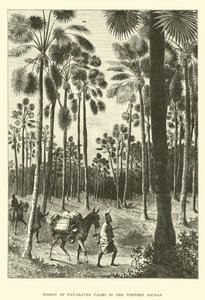 Bosque de palmeras de hojas en abanico en el Soudan Occidental de English School