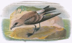 Petrel de cola bifurcada