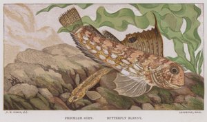 Freckled Goby, Butterfly Blenny (litografía en color)