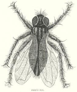 La mosca de Fred (grabado) de English School