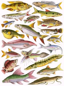 Peces de agua dulce del Imperio - Africano de English School