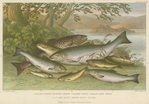 Peces de agua dulce