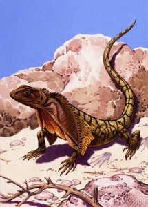 Lagarto con volantes