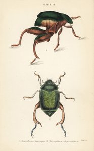 Escarabajo de patas de rana o escarabajo canguro, Sagra papuana 1, y escarabajo brillante de hoja, Chrysophora chrysochlora 2 de English School