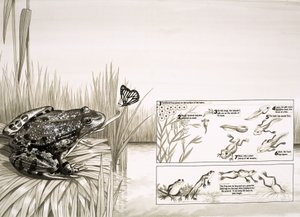 Rana cazando mariposa, incluyendo el ciclo de vida de la rana de English School