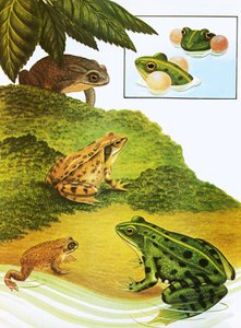 Ranas y sapos de English School