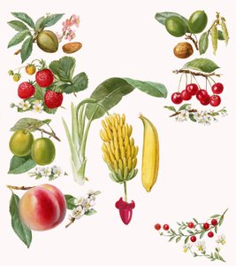 Frutas