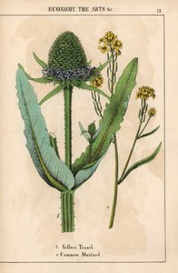 Cardo o cardo de Fuller y mostaza común con flores amarillas  , de "The Instructive Picturebook, or Lessons from the Vegetable World", [Charlotte Mary Yonge], Edimburgo