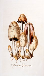 Hongos: Agaricus fimelarius [sombrerillo común], ilustración de Flora Londiniensis [Flores de Londres] de William Curtis, publicada 1777-98