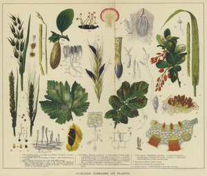Enfermedades fungoides de las plantas (litografía en color) de English School
