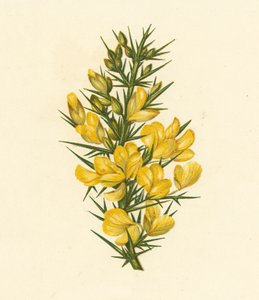 Furze, Ulex Europaeus (litografía en color) de English School