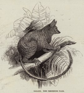Galago (grabado)