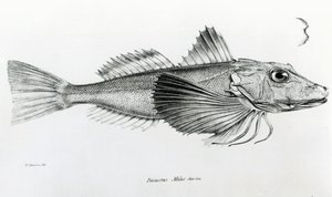 Gurnard de Galápagos, lámina 6 de 