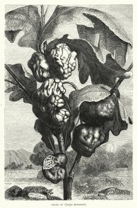Agallas de Cynips terminalis (grabado)