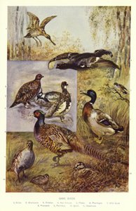 Aves de caza de English School