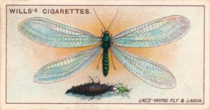 Vida en el jardín: Mosca del encaje y larva (chromolitho) de English School