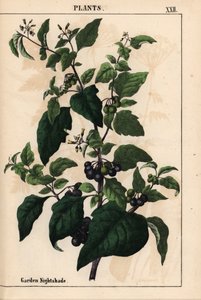 Hierba mora de jardín o negra con bayas negras Solanum nigrum   , de "The Instructive Picturebook, or Lessons from the Vegetable World", [Charlotte Mary Yonge], Edimburgo de English School