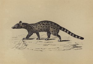 Genet (litografía en color) de English School