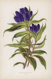 Gentiana Andrewsii (litografía en color) de English School
