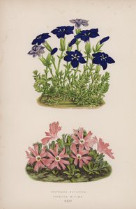 Gentiana Bavarica; Primula Minima (litografía en color) de English School