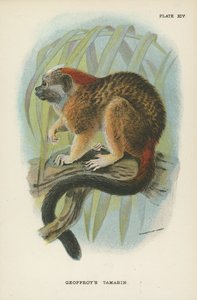 El tamarino de Geoffroy