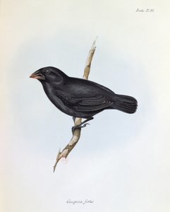 Geospiza Fortis, ilustración de La Zoología del Viaje del H.M.S. Beagle, 1832-36, por Charles Darwin (1809-92), 1840 de English School