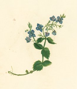 Germander Speedwell, Veronica Chamaedrys (litografía en color) de English School