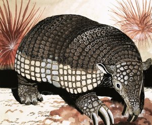 Armadillo gigante
