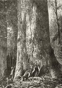 Árbol de goma gigante, de 