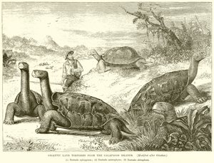 Tortugas Terrestres Gigantes de las Islas Galápagos