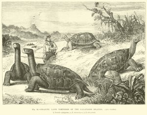 Tortugas terrestres gigantes de las Islas Galápagos de English School