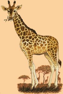 Jirafa