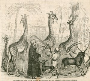 Jirafas y sus asistentes nubios en los Jardines Zoológicos de Surrey, Londres de English School