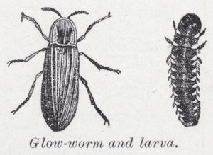 Luciérnaga y larva de English School