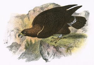 Águila real