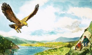 Águila real