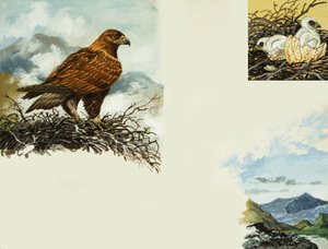 Águila Dorada