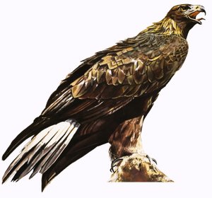 Águila dorada de English School
