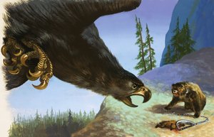 Águila real ataca a oso por animal en trampa de English School