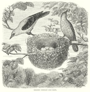 Orioles dorados (grabado)