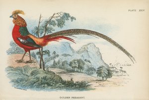 Faisán dorado