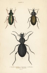 Escarabajo de tierra dorado, Carabus auratus 1, escarabajo de tierra, Carabus clathratus 2, y gran escarabajo de tierra negro, Tefflus megerlei de English School