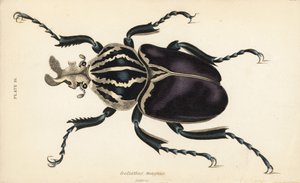 Escarabajo Goliat, Goliathus goliatus (Goliathus magnus)
