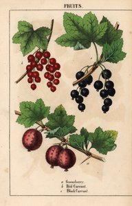 Frutos de grosella espinosa, grosella roja y grosella negra   , de "The Instructive Picturebook, or Lessons from the Vegetable World", [Charlotte Mary Yonge], Edimburgo de English School